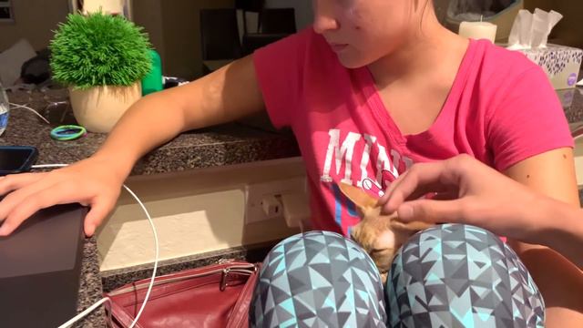 США Влог Заказали обед Наш обычный вечер Болталка с Машей про Школу Большая семья в США /USA Vlog/ смотреть онлайн