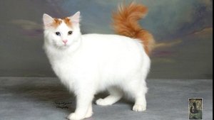 Топ 10 редчайших пород кошек