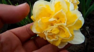 Вейв. Махровый нарцисс.