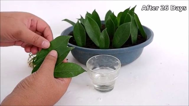 Ficus Retusa Propagation from Leaf Cuttings in Water and Soil смотреть онлайн