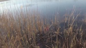 Щука на поплавок. Щука есть и хочет есть, а с живцом облом.  Pike fishing on a float.