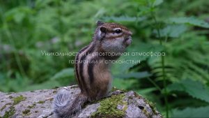 Белокуриха — это курорт, где природа дарит умиротворение, отдых и тишину.