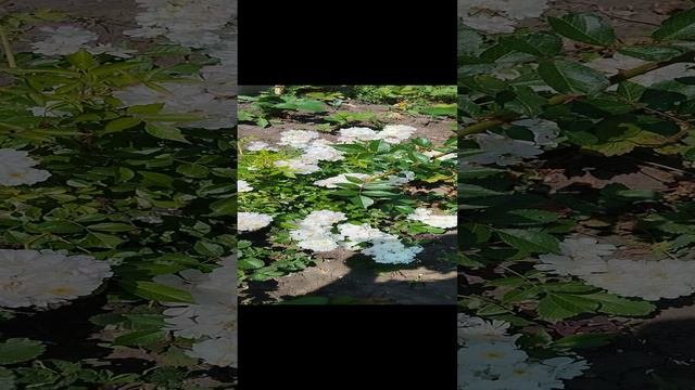 1000014716.mp4