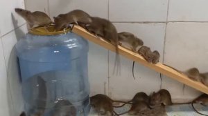 Простейшая ловушка мышей и крыс . Сделать может каждый за 5 минут.