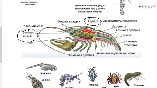 21_Ракообразные