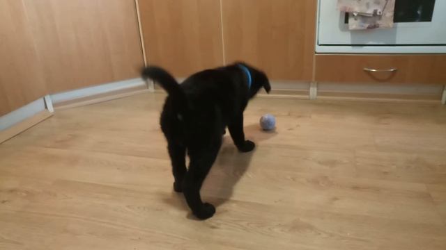 Новый мячик - страшный зверь! Реакция щенка на новую игрушку смотреть онлайн