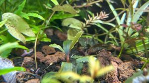 Обзор на соил. Возможно лучший грунт для аквариума! SOIL Fluval Stratum.