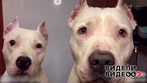 Стаффы, с которыми никогда не будешь одинок. Видели видео? Фрагмент выпуска от 03.05.2020