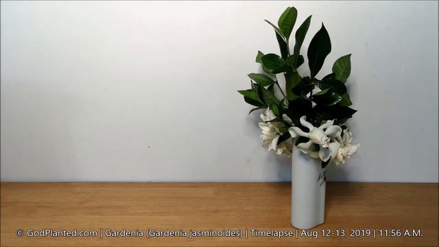 Gardenia (Gardenia jasminoides) | Timelapse | Aug 12-13, 2019 смотреть онлайн