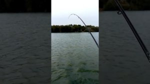Драчом на толстолоба
