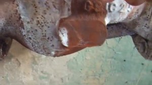 ПОДГОТОВКА ПАРОПРОВОДА ПЕРЕД РАСТОПКОЙ КОТЕЛЬНОЙ ВО  ИЗБЕЖАНИЕ ГИДРО УДАРОВ  В ПАРОПРОВОДЕ.