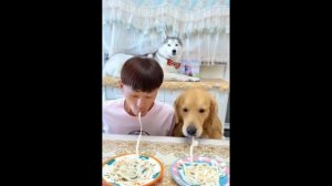 Очень Смешное Видео Про Кошек и Собак ? ? #47