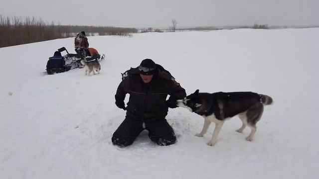 ХАСКИ И СНЕГОХОД смотреть онлайн