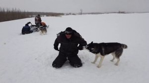 ХАСКИ И СНЕГОХОД