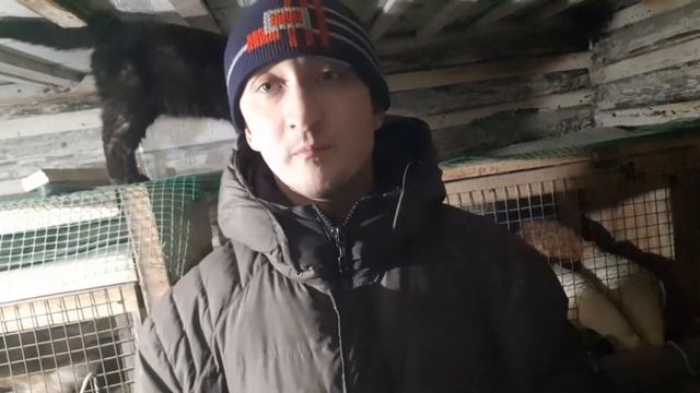 Куры несутся как из пулемета! Ваши куры завалят вас яйцами! Куры несутся зимой как летом!