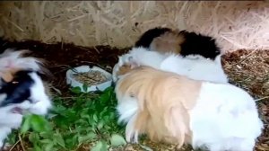 Совместное содержание самца морской свинки с самками .