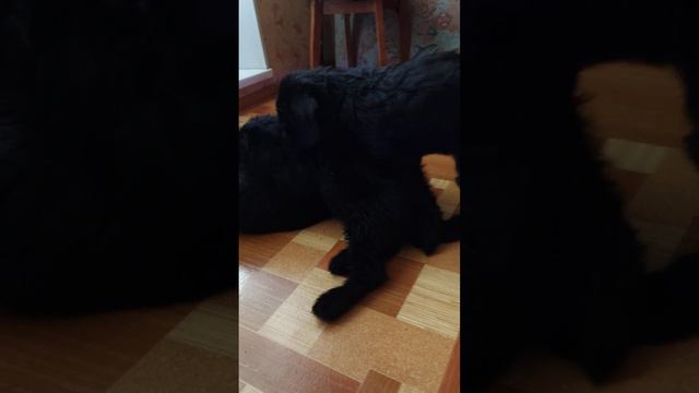 Щенки бесятся после обеда. смотреть онлайн