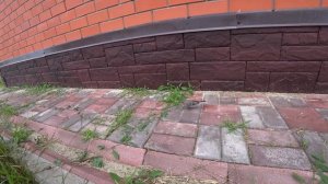 Как и чем кормить птенца трясогузки.