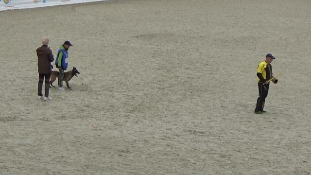 2023 IGP CACT Russia Ольга Ярцева и Буллет из Фрай Винд Зелла Пума (Малинуа) С70 смотреть онлайн