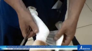 Наложение бинтовой повязки на заднюю конечность