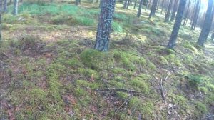 поиск грибов.