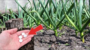 Обработайте этим дешевым средством чеснок в мае июне от всех болезней и вредителей!