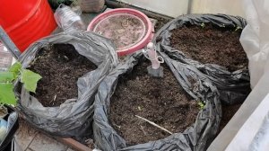 Посадка ранних КАБАЧКОВ и ОГУРЦОВ необычным способом