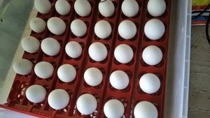 Как вывести цыплят в китайском инкубаторе. Инкубация куриных яиц