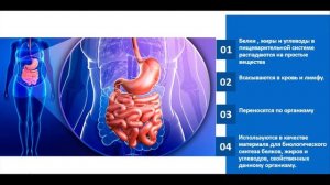 Пищеварительная система. Тема 32. Общая характеристика обмена веществ и энергии