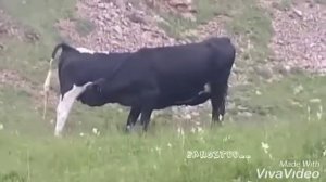 СМЕШНЫЕ ВИДЕО "КОРОВЫ пьют свои молоко"