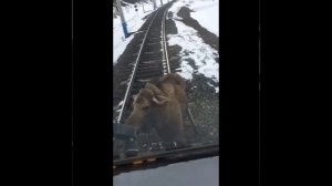 Лось против электрички