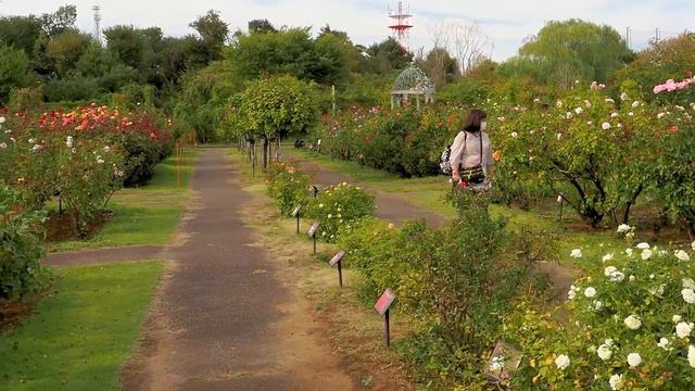 Early Autumn Roses Of  Keisei Rose Garden 2022. 初秋の京成バラ園 #京成バラ園 #rose #roseflower