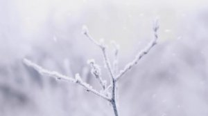 Taylor Swift - evermore (Official Lyric Video) ft. Bon Iver