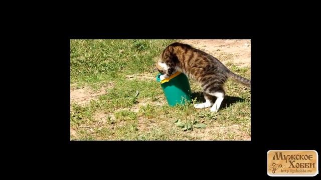 Просто кот рыбачит в ведре смотреть онлайн