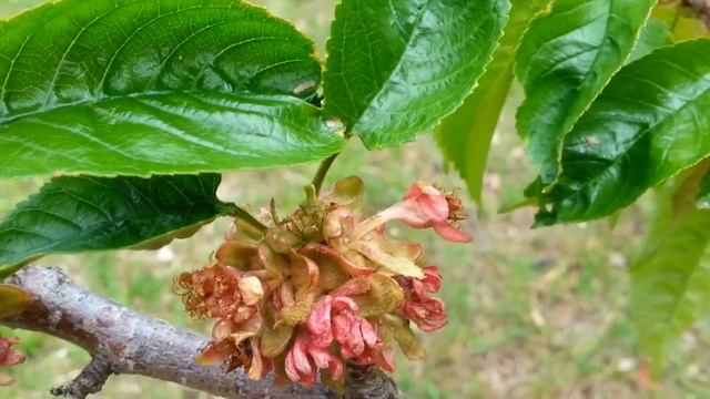 Identifying a Sweet Cherry смотреть онлайн