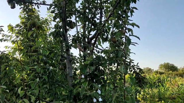 #Купилидомнаюге/Детей не трогать!!!Сплошные разочарования/Урожай груш/Жарища🥵