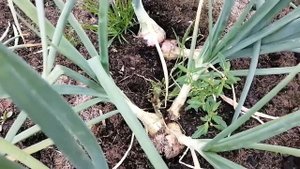 Лук шалот семейный, розовая семейка из Саратова видео 25