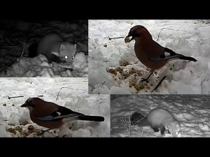 Куница, сойки. Фотоловушка.
