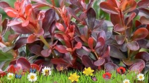 Барбарис тунберга Атропурпуреа ? Обзор: посадка и уход. саженцы барбариса: описание и особенности