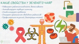 Что творит зеленый чай с сосудами, кровью, мозгом, мочевым,  ЖКТ и даже...