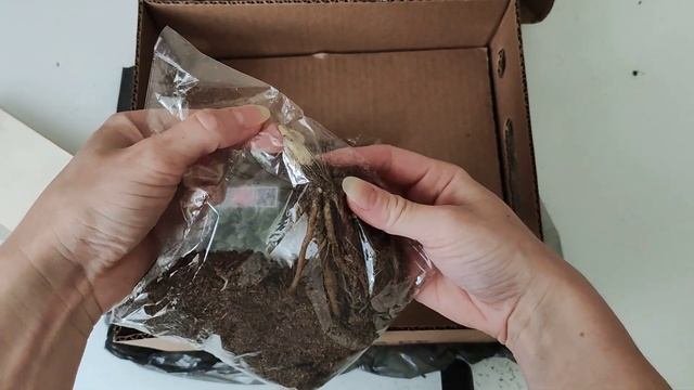 ⚡ Гаршинка или Подворье ⚡ Распаковка, обзор покупок ? Пионы, хосты ???