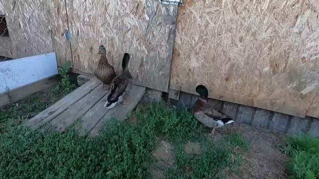 ХОЗЯЙСТВО ВАЛЕНТИНЫЧА /ГОТОВИМ В КАЗАНЕ смотреть онлайн