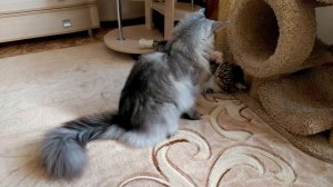 Борьба котов мейн кунов