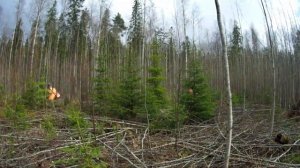 Рубки ухода за молодняками: timelapse