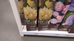 Саженцы роз. Пионы.Семена в Леруа 2023 год