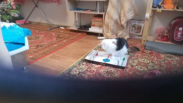 Осторожно! Вас снимает скрытая камера. Кошка Муся играет в настольный футбол. смотреть онлайн