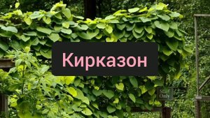 Живой забор на даче: 15 быстрорастущих растений для создания изгороди