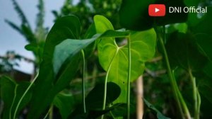 LANGKA..!!! Jenis Anthurium Hybrid - Anthurium Pterodactyl ( Rare Anthurium )