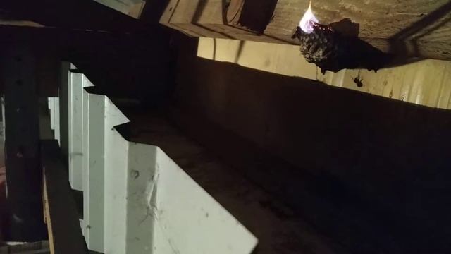 Уничтожение осиного гнезда с помощью ВД-40 смотреть онлайн