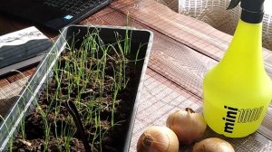 Секреты хороших урожаев ЛУКА//Ошибки при выращивании рассады ЛУКА// Секреты хороших урожаев.